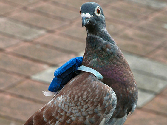 Regrettably we cannot accept questions by carrier pigeon