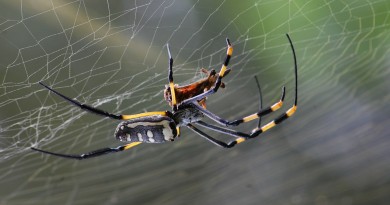 Spider