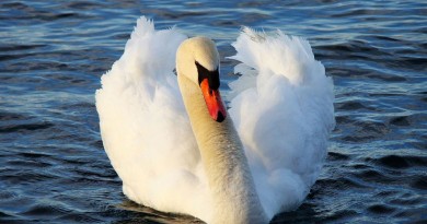 Swans