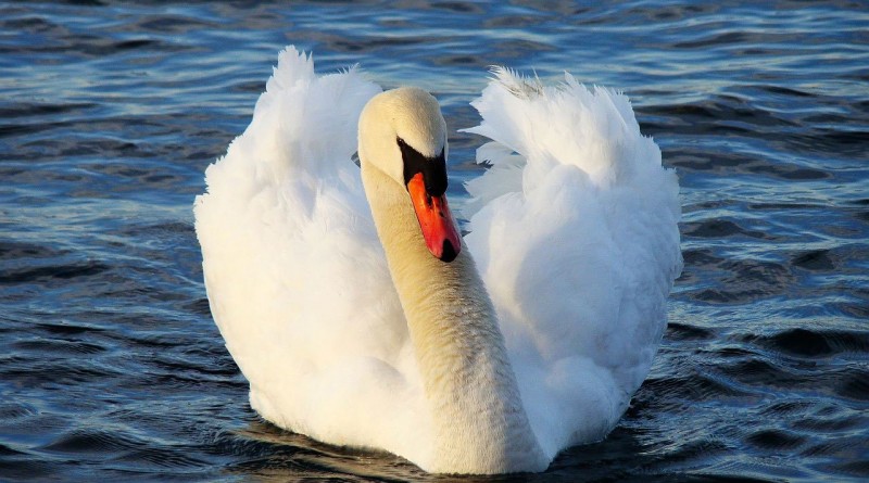 Swans