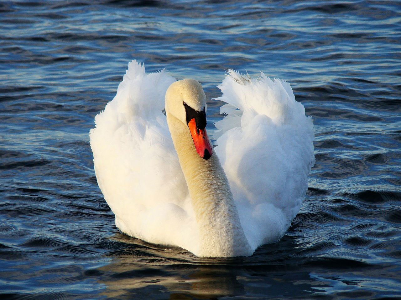 Do swans belong to the Queen? Blue Sky Questions