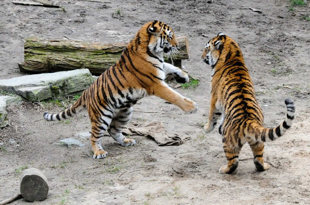 Tigers fighting