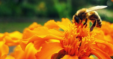 Bee, flower, pollen, honey