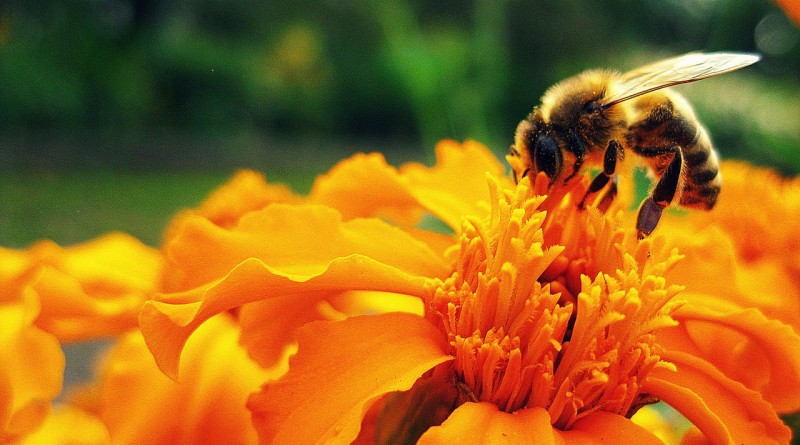Bee, flower, pollen, honey