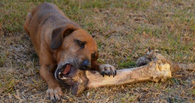 Dog bone, white dog poo