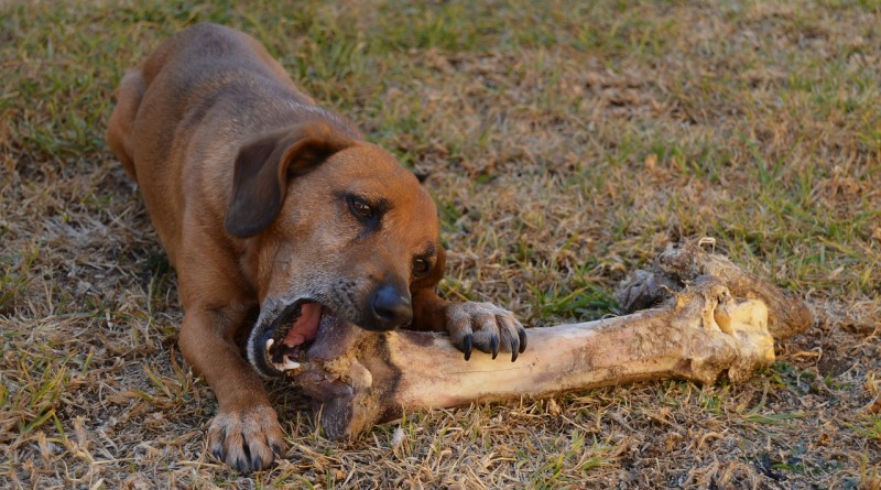 Dog bone, white dog poo