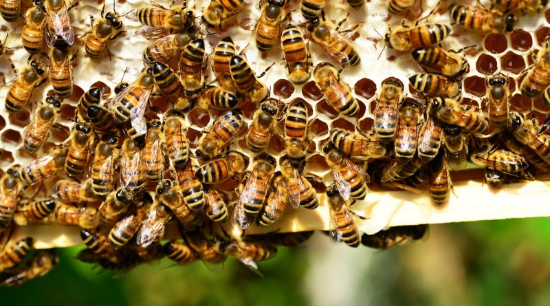Honey bees hay fever allegeries