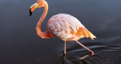 A flamingo wading in shallow water