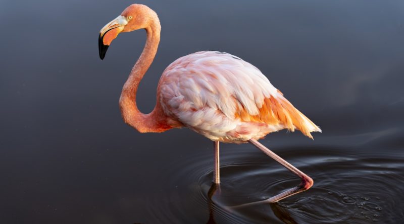 A flamingo wading in shallow water